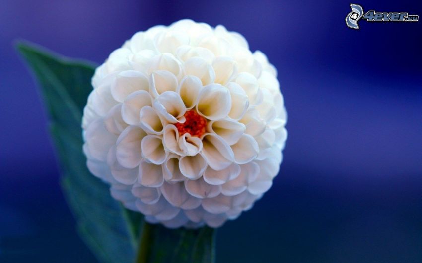 dalia, flor blanca