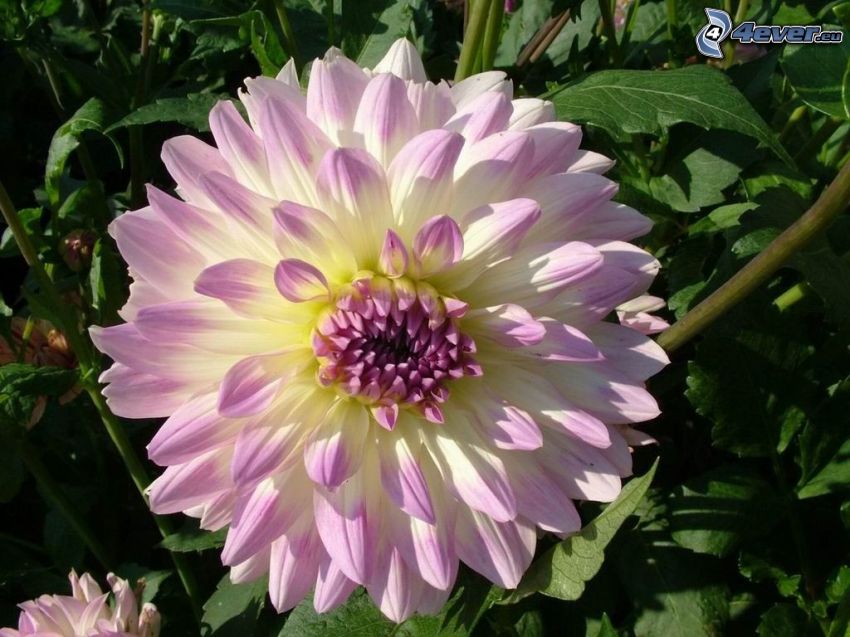 dalia, flor púrpura