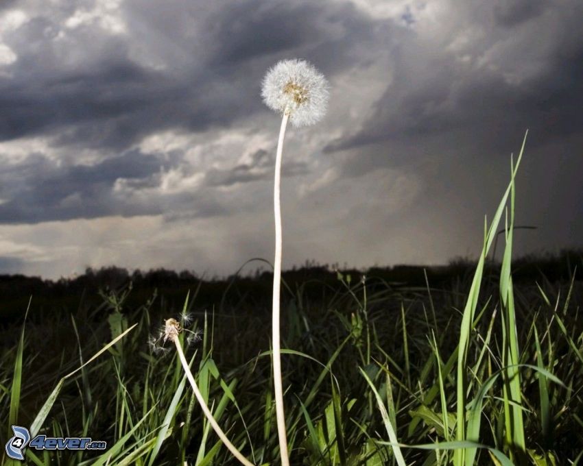 diente de león caída, hierba, nubes