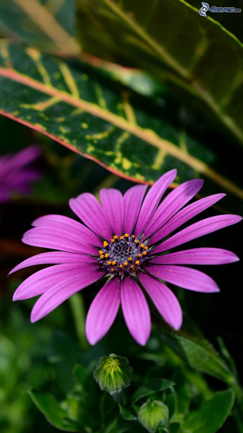 Echinacea, flor púrpura