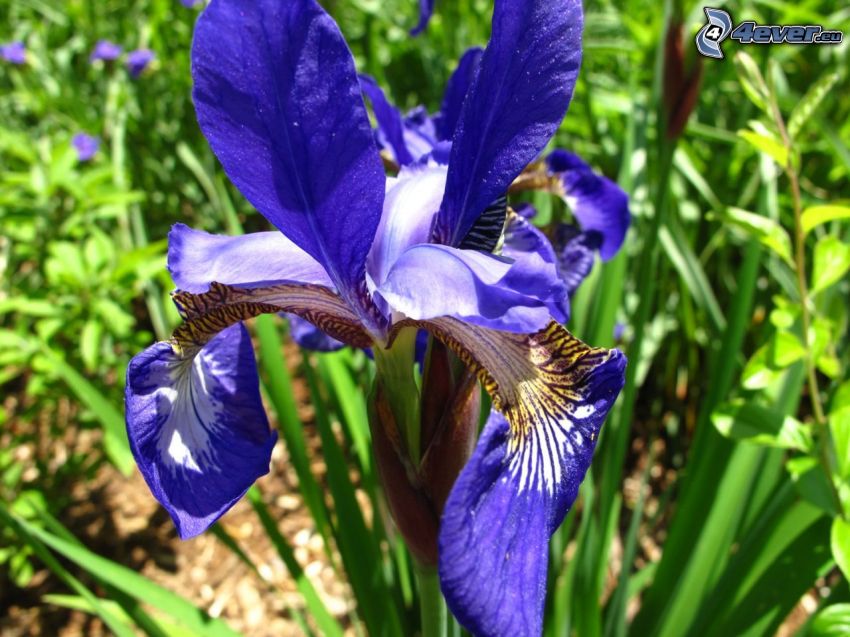 el lirio siberiano, flor púrpura