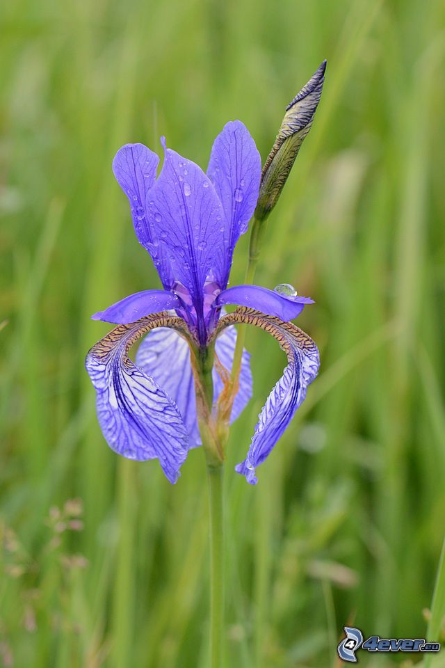 el lirio siberiano, flor púrpura
