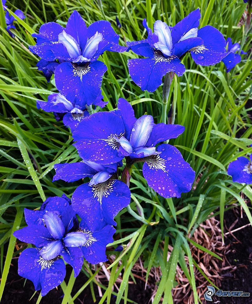 el lirio siberiano, flores de coolor violeta, hierba