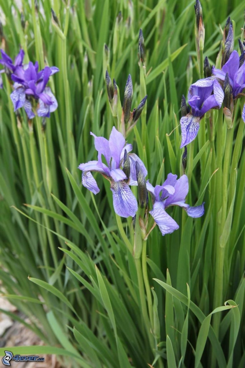 el lirio siberiano, flores de coolor violeta, hierba