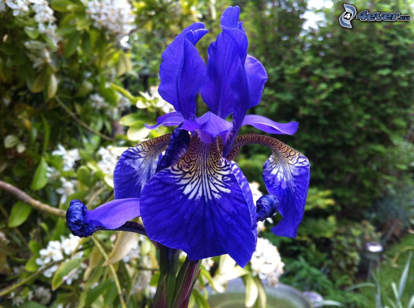 el lirio siberiano, flores de coolor violeta