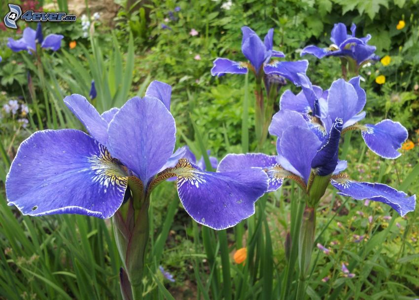el lirio siberiano, flores de coolor violeta