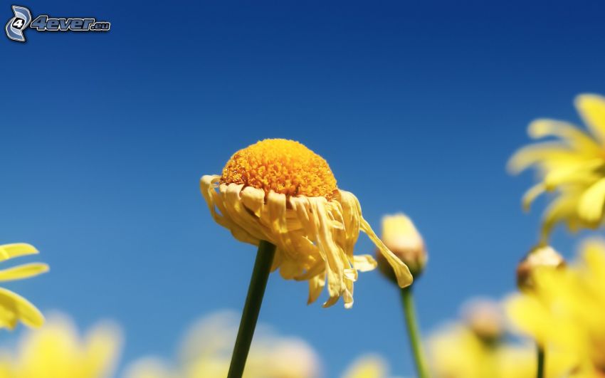 flor ajada, flores amarillas