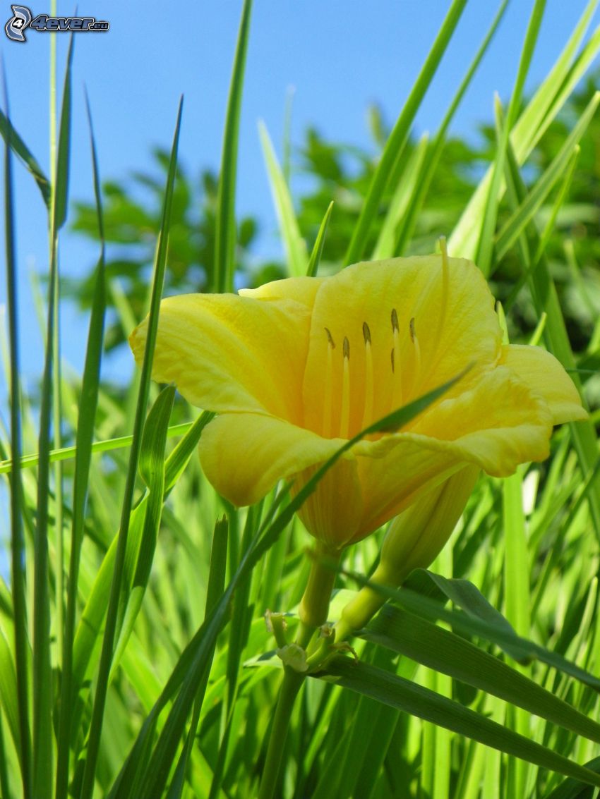 flor amarilla, paja de hierba