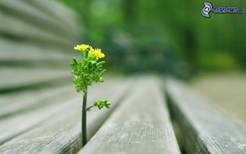 flor amarilla, planta en la madera