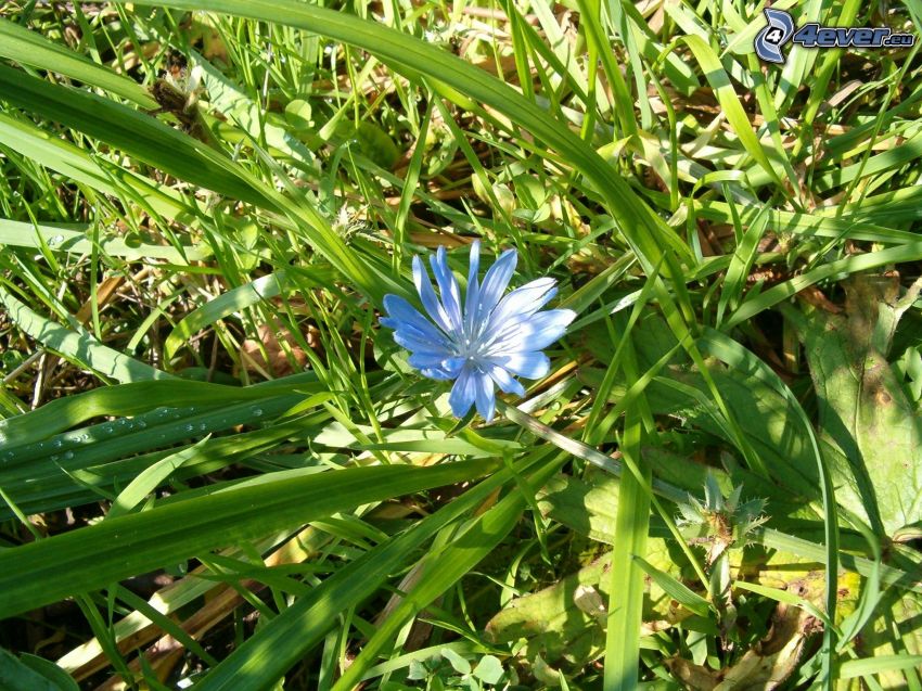 flor azul, hierba