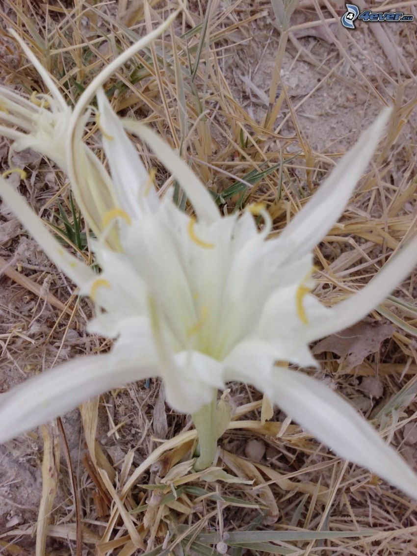 flor blanca, hierba seca