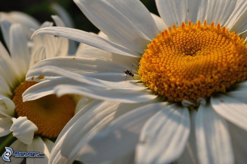 flor blanca, pétalos, mosca