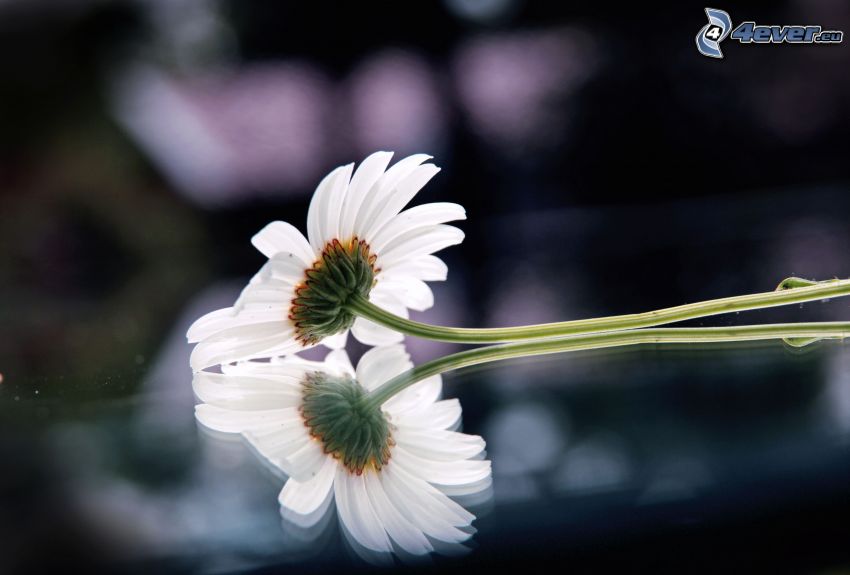 flor blanca