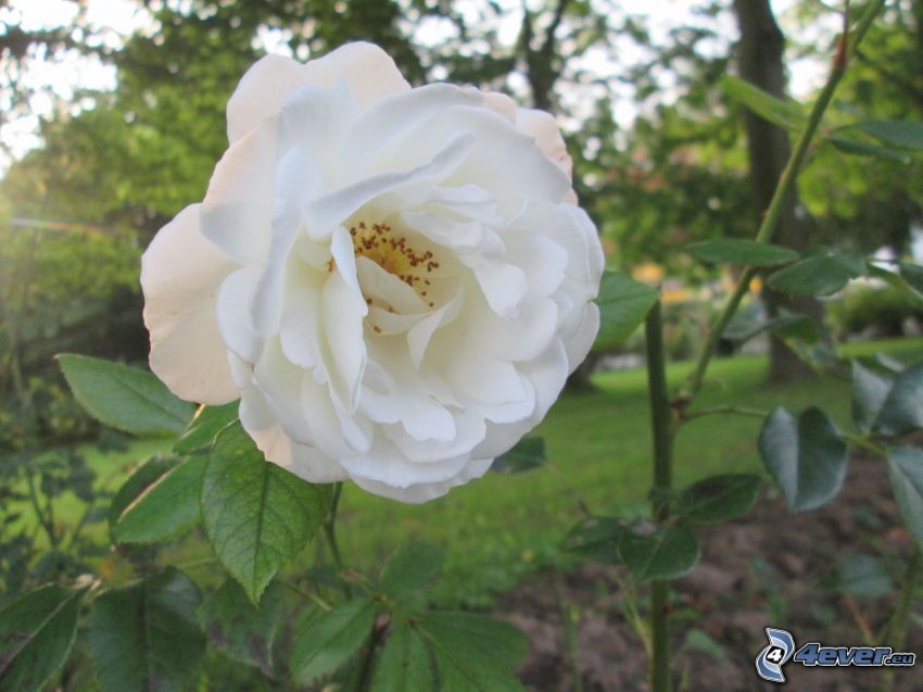 flor blanca