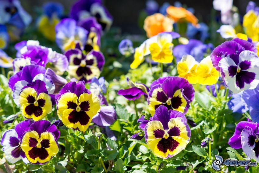 flor de la trinidad, flores amarillas, flores de coolor violeta, flores de color azul
