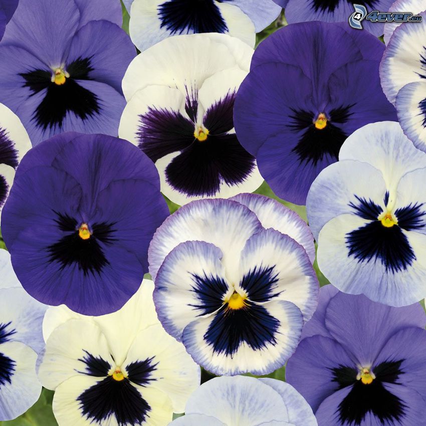 flor de la trinidad, flores blancas, flores de coolor violeta