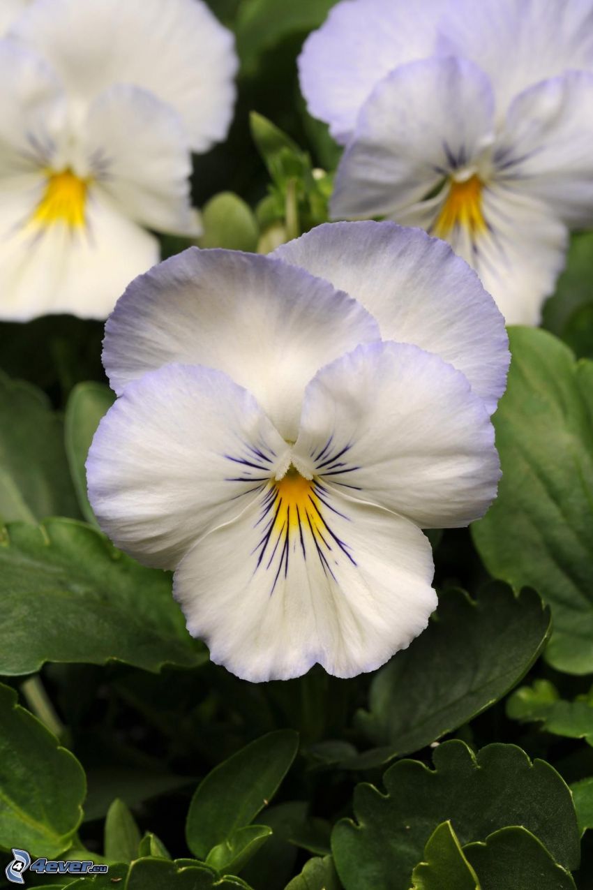 flor de la trinidad, flores blancas