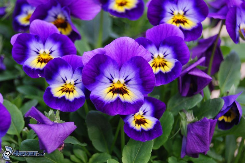 flor de la trinidad, flores de coolor violeta, hojas verdes