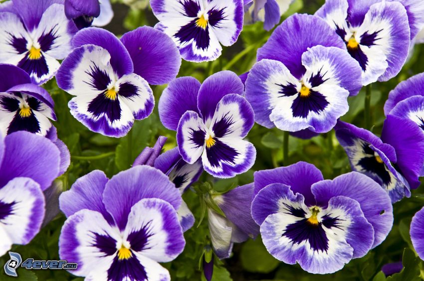 flor de la trinidad, flores de coolor violeta