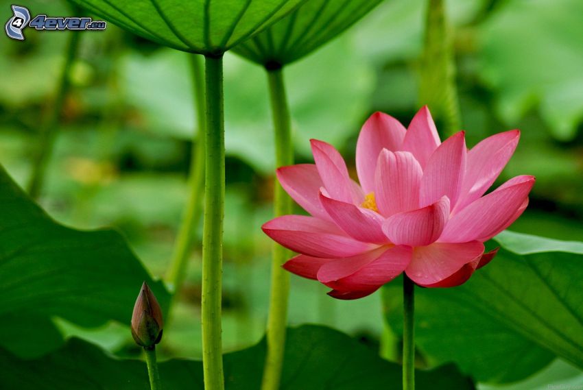 flor de loto, flor rosa, hojas verdes