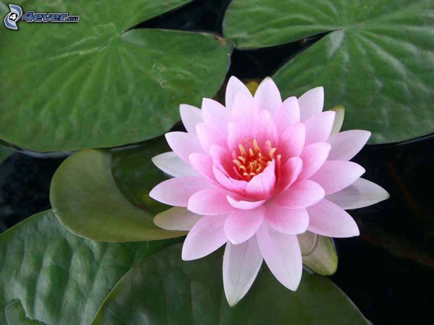 flor de loto, flor rosa, lirios de agua