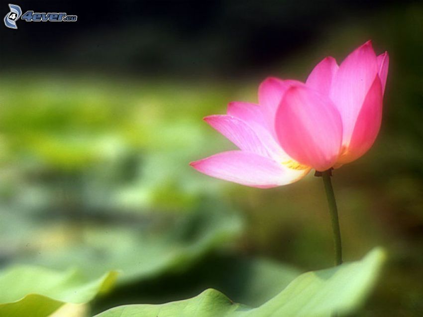 flor de loto, flor rosa