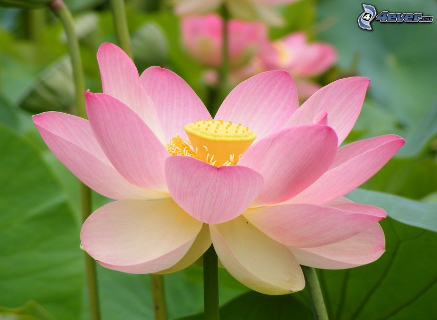 flor de loto, flor rosa