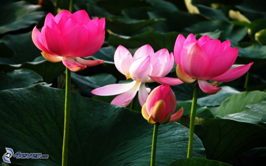 flor de loto, flores de color rosa