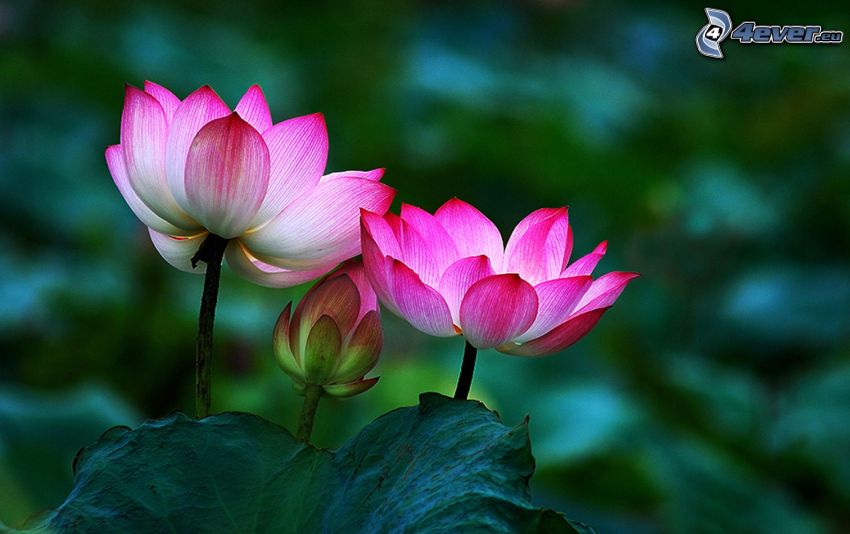 flor de loto, flores de color rosa