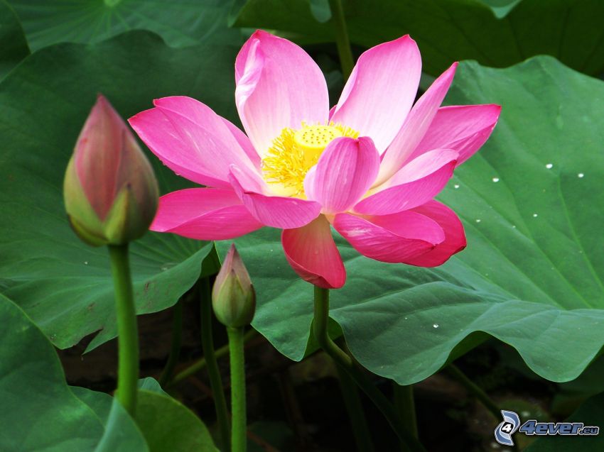 flor de loto, lirios de agua
