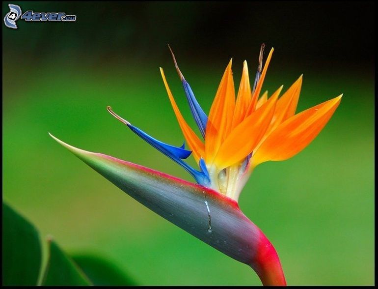 flor de varios colores