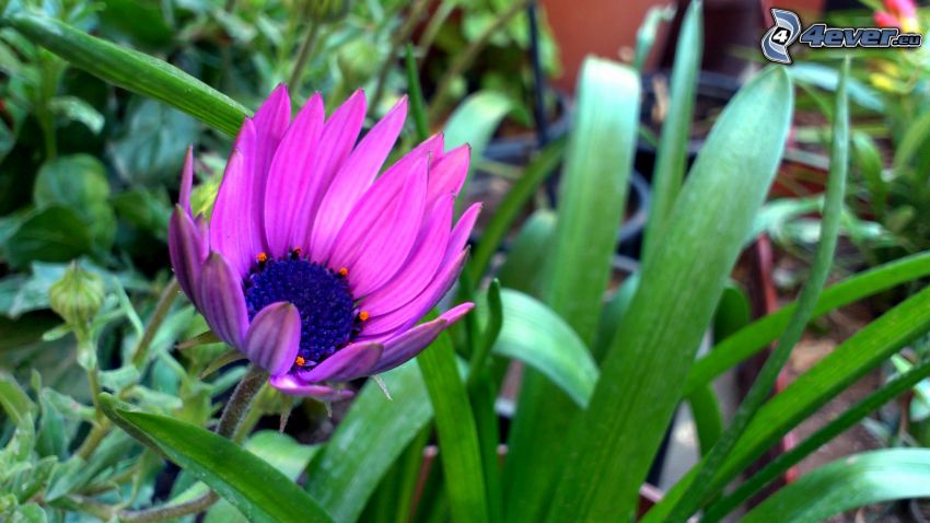flor púrpura, hojas verdes