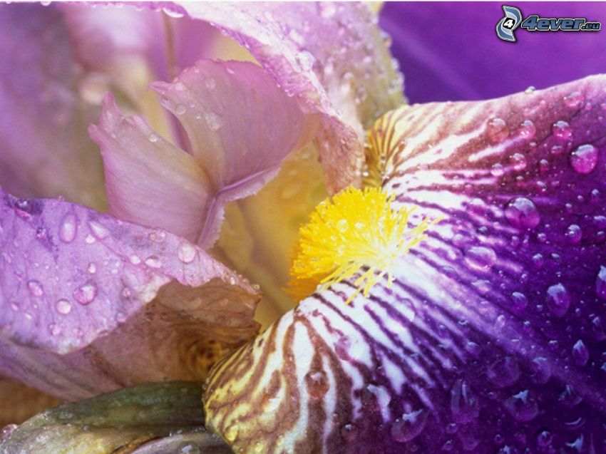flor púrpura, rocío en la flor