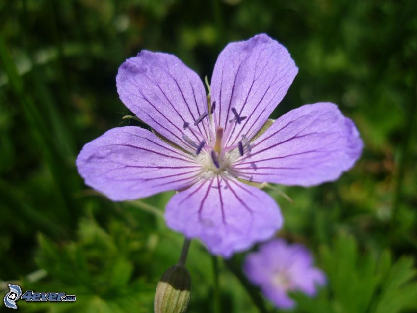 flor púrpura