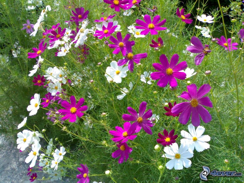 flores, flores de coolor violeta, flores blancas