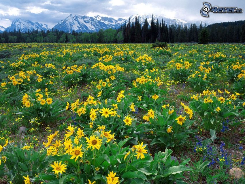 flores amarillas, flores de color azul, montañas nevadas
