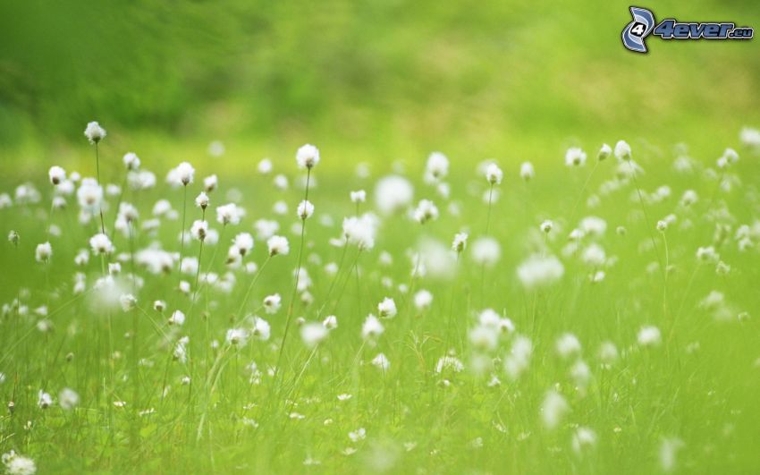flores blancas, hierba