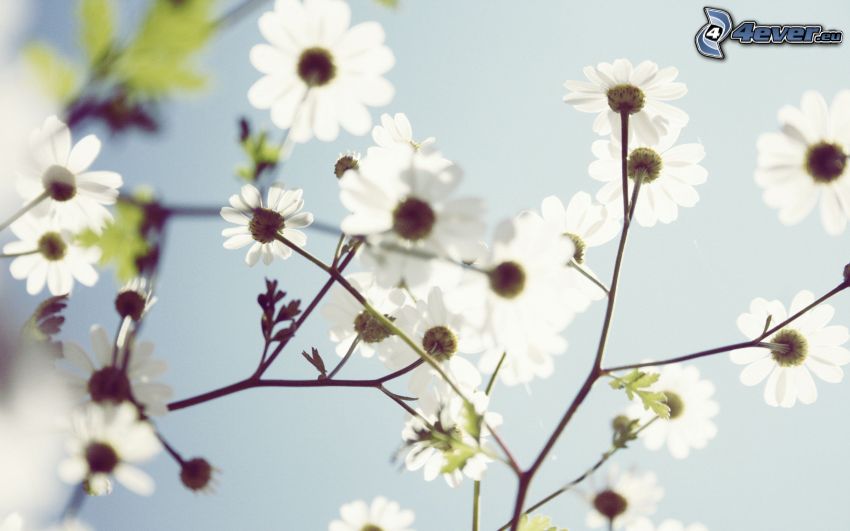 flores blancas