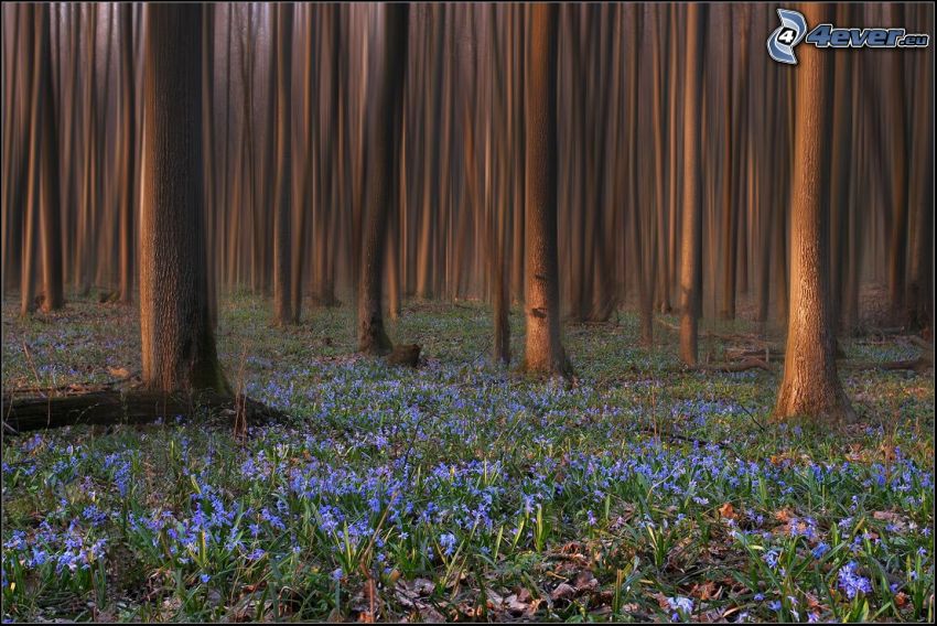 flores de color azul, bosque, troncos