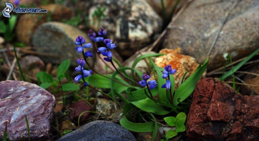 flores de color azul, piedras