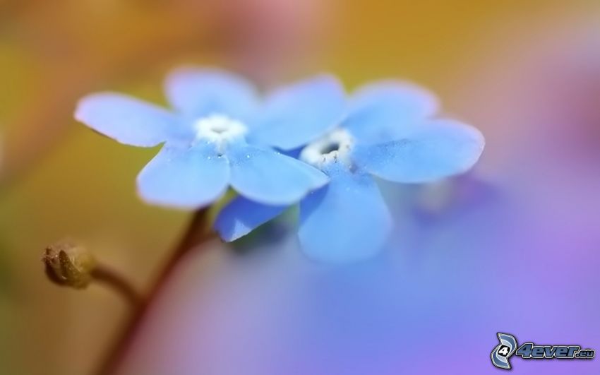 flores de color azul