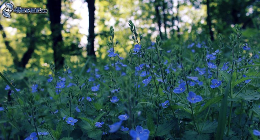 flores de color azul