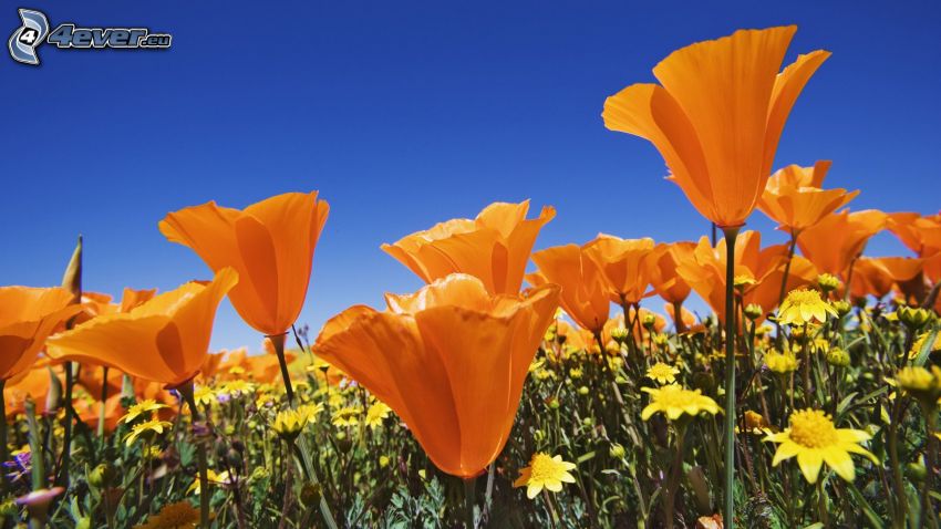 flores de color naranja, flores de campo