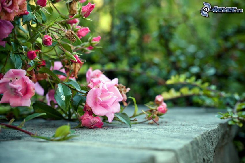 flores de color rosa, parapeto