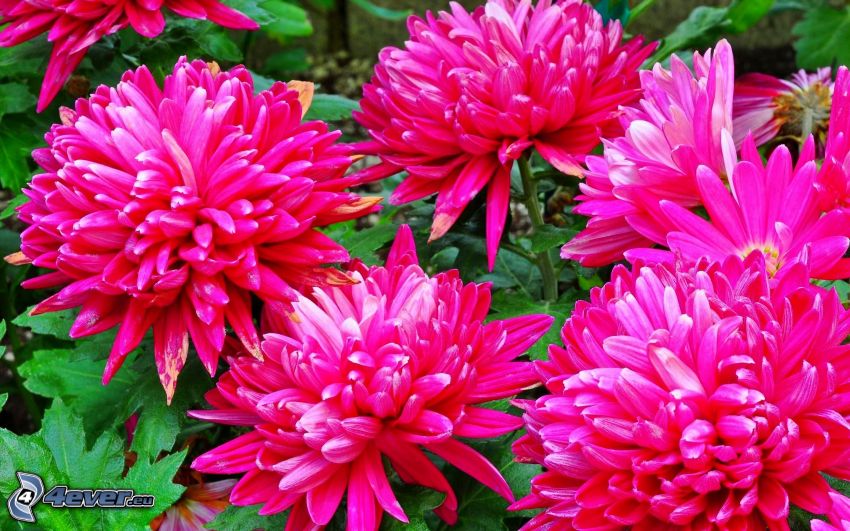 flores de color rosa