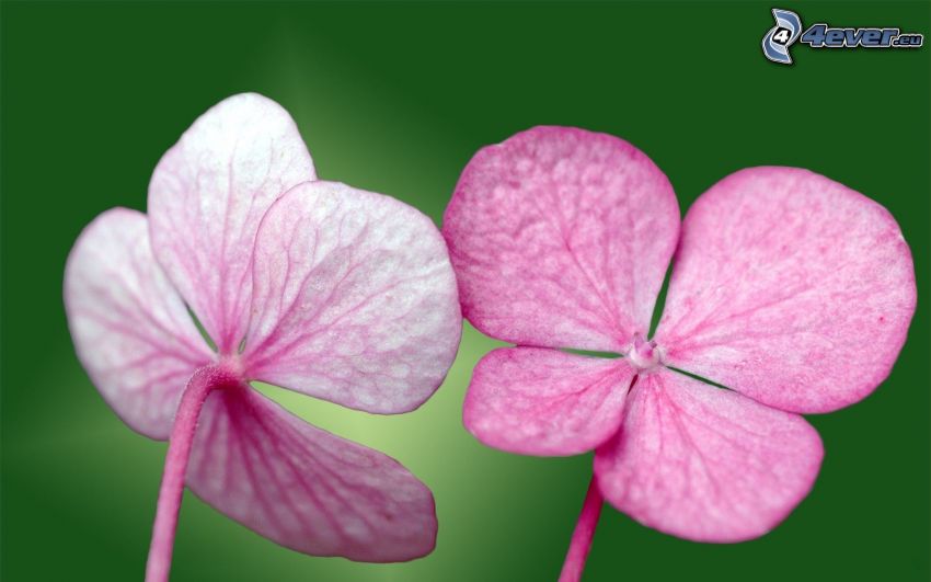 flores de color rosa