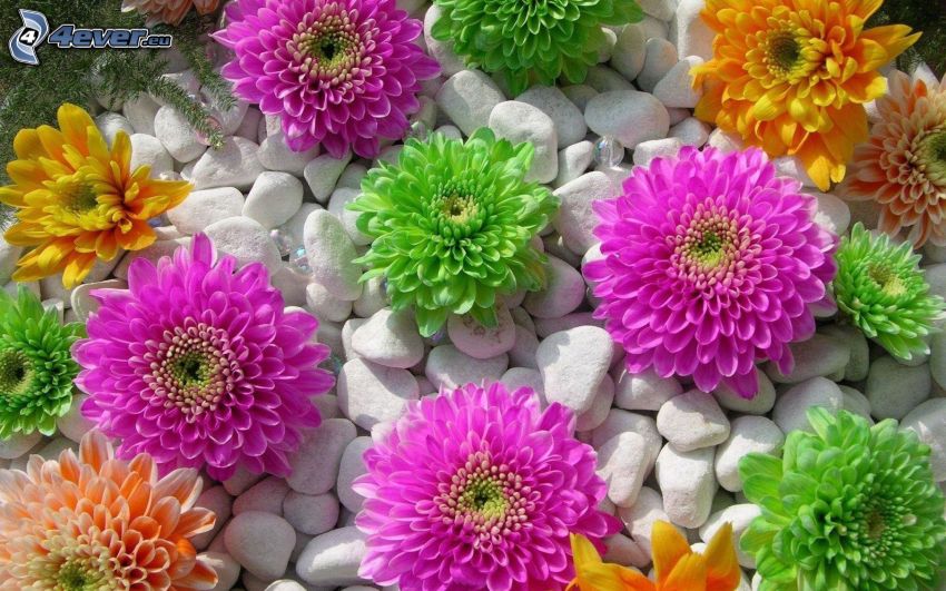 flores de colores, piedras