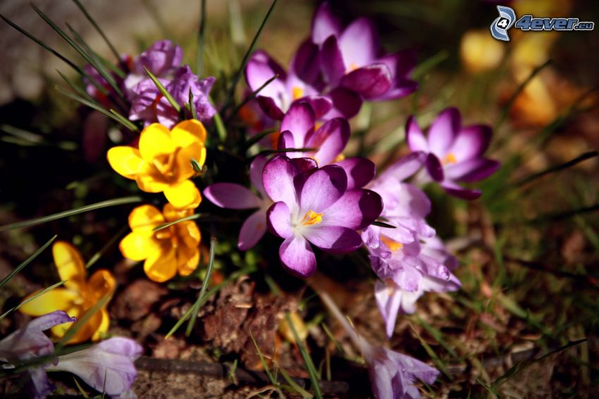 flores de coolor violeta, flores amarillas