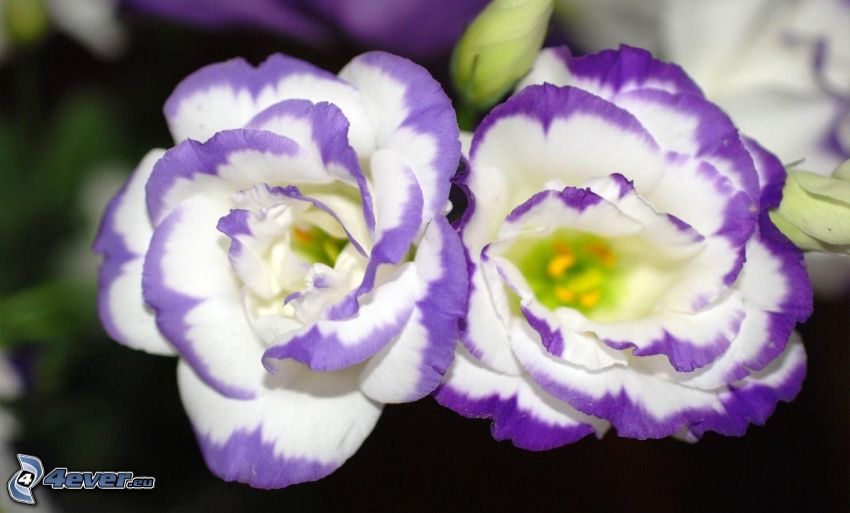 flores de coolor violeta, flores blancas