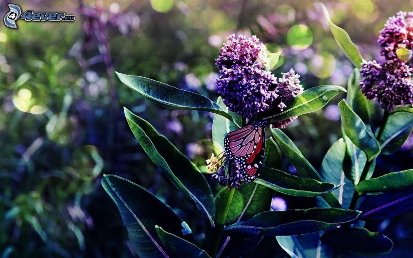 flores de coolor violeta, Mariposas